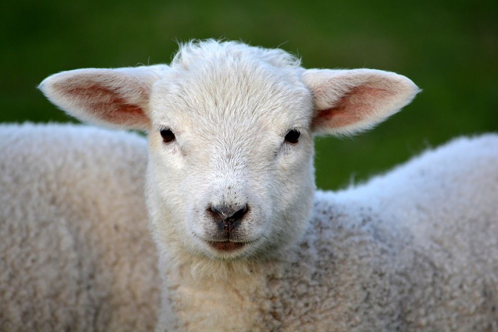 Free lamb image, public domain animal CC0 photo.