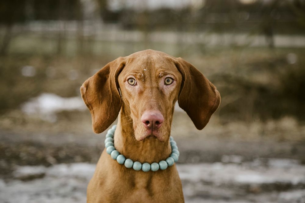 Free brown dog wearing beaded necklace image, public domain animal CC0 photo.