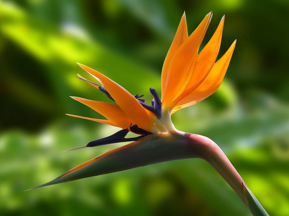 Free bird of paradise image, public domain flower CC0 photo.