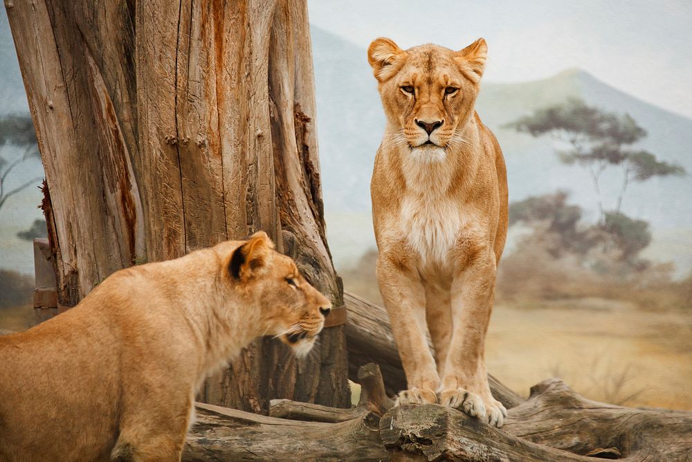 Free female lion, wildlife image, public domain CC0 photo.