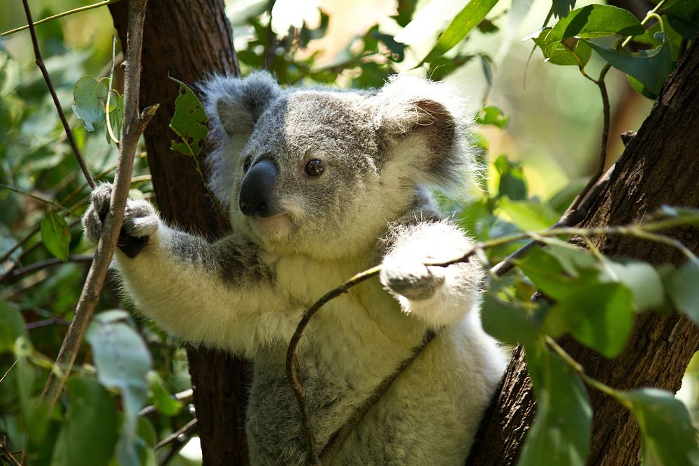 Free koala on a tree branch image, public domain CC0 photo.