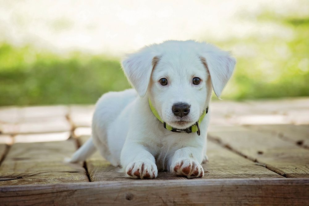 Free white labrador retriever puppy image, public domain animal CC0 photo.