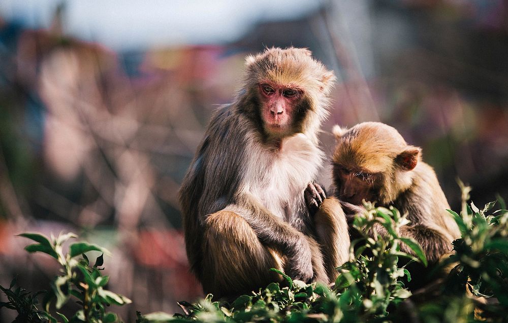 Free macaque monkeys closeup image, public domain animal CC0 photo.