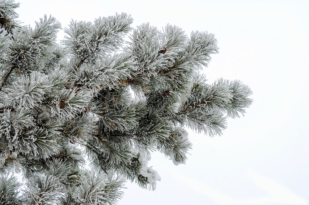 Free fir tree image, public domain winter CC0 photo.