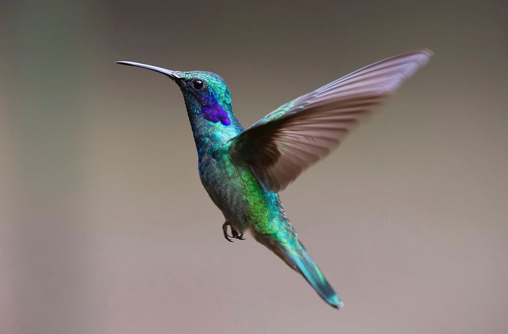 Free hummingbird image, public domain animal CC0 photo.