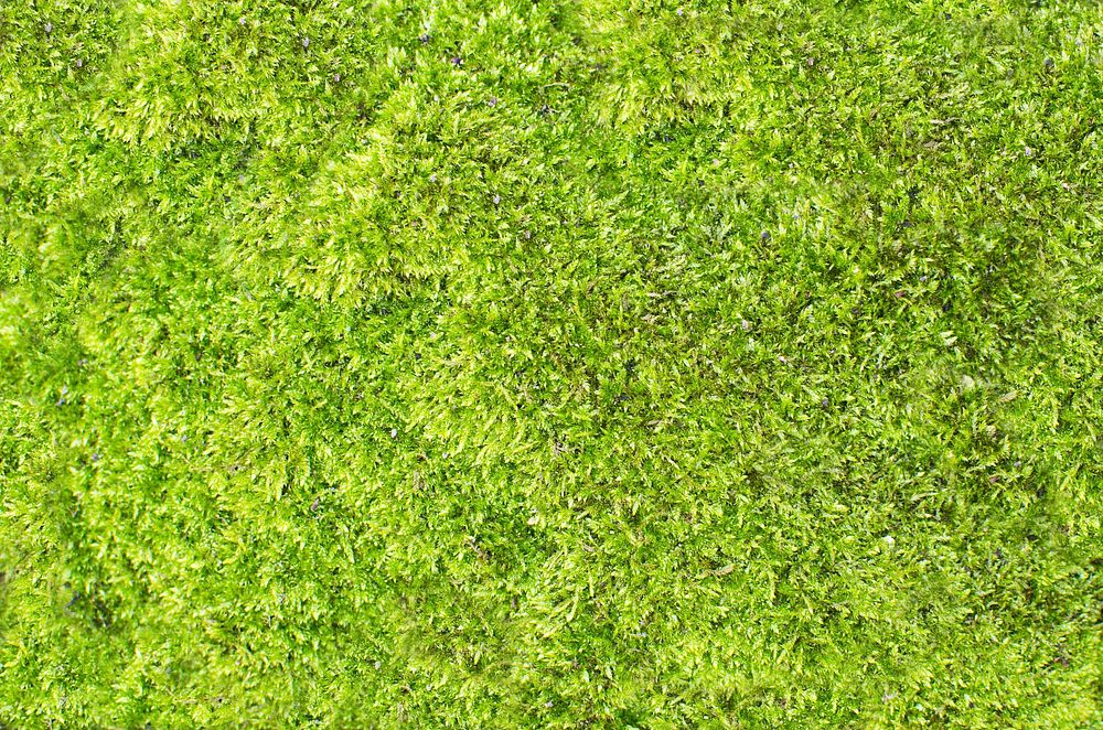 Free closeup on green lawn image, public domain grass CC0 photo.