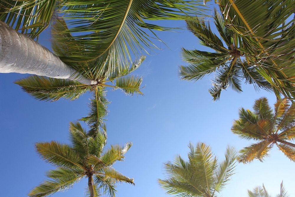 Free coconut tree, up sky view image, public domain beach CC0 photo.