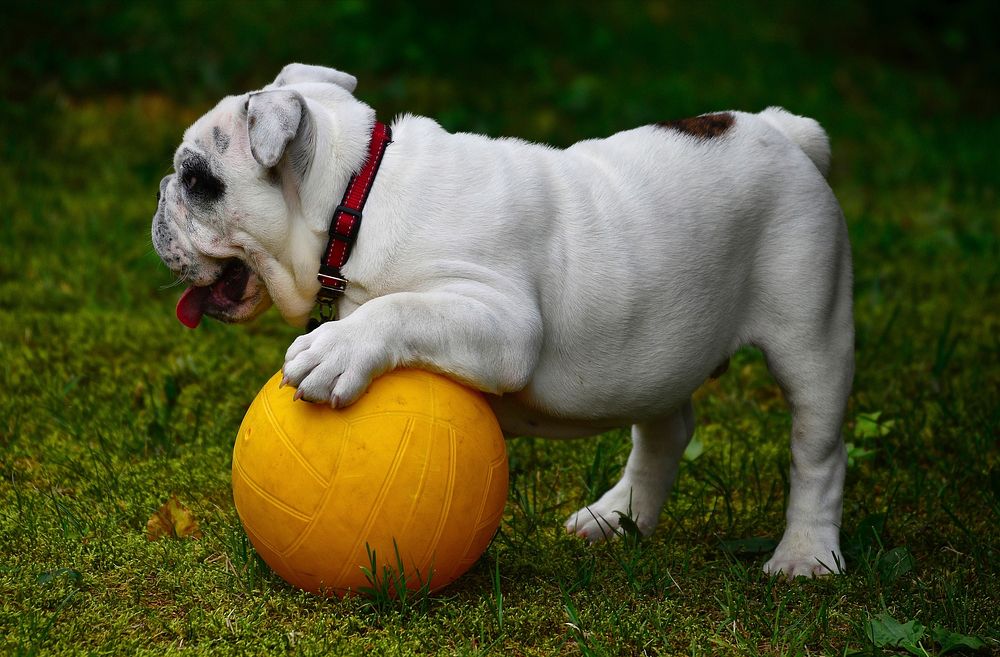 Free bulldog playing yellow ball image, public domain animal CC0 photo.