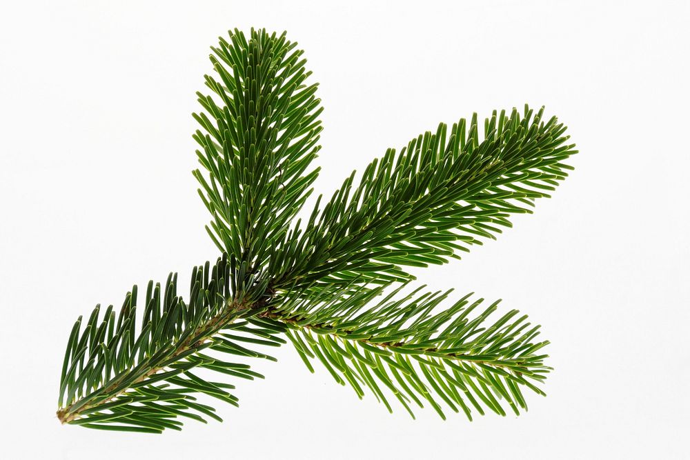 Free fir leaf image, public domain winter CC0 photo.