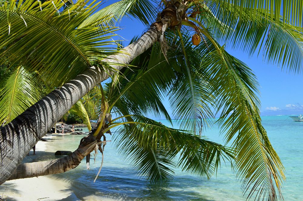 Free photo of palm tree by the beach, public domain beach CC0 photo.