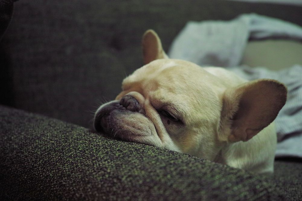 Free bulldog puppy sleeping on couch image, public domain animal CC0 photo.