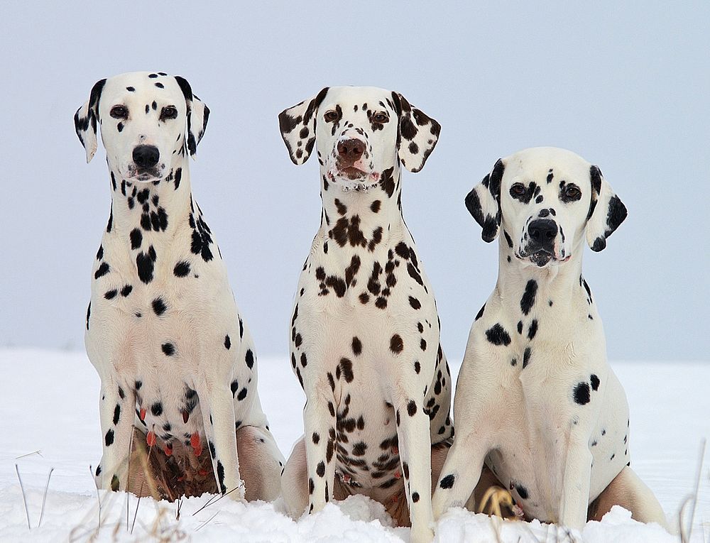 Free 3 dalmatian dog image, public domain animal CC0 photo.