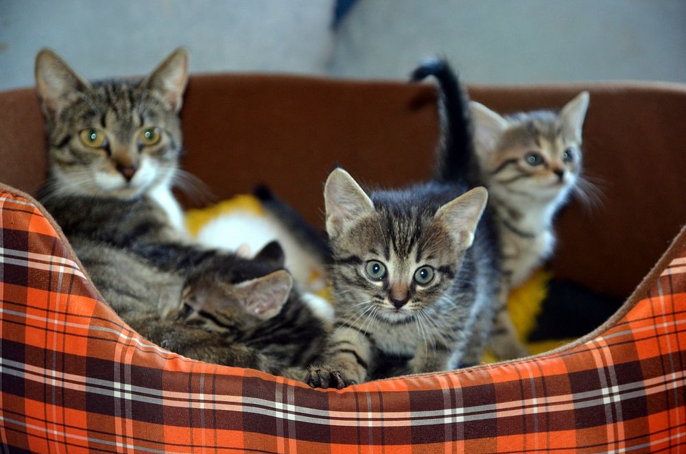 Free cute european shorthair cats family image, public domain CC0 photo.