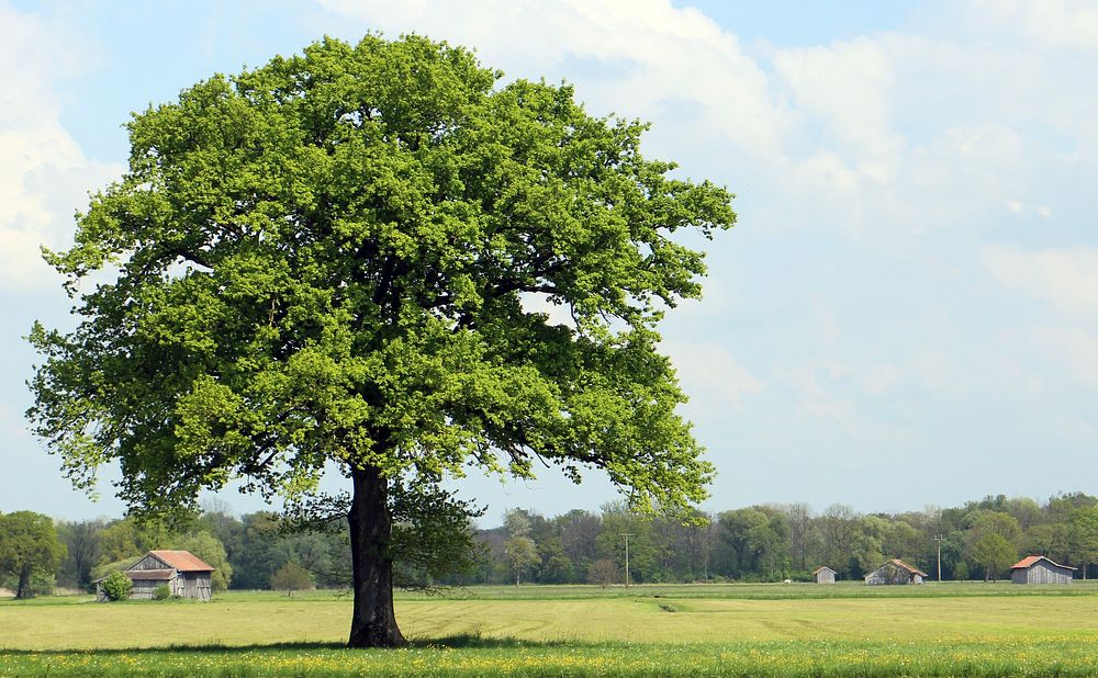 Free tree in field image, public domain nature CC0 photo.