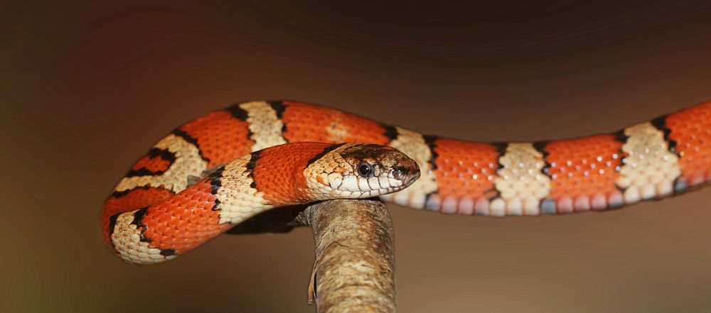 Free snake image, public domain animal CC0 photo.