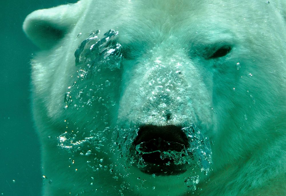 Free polar bear image, public domain animal CC0 photo.