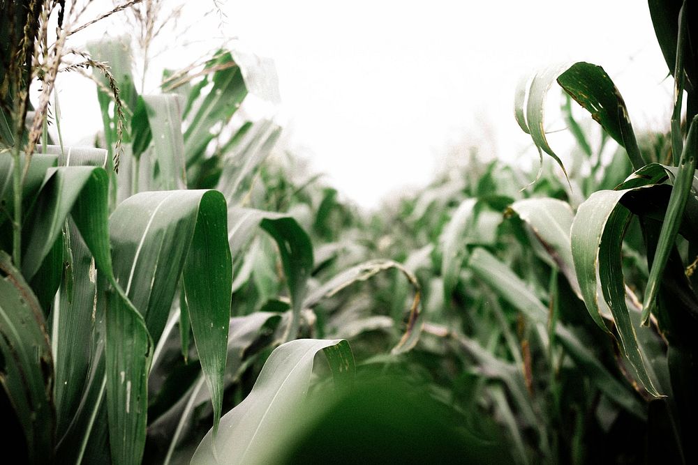 Free corn field image, public domain botanical CC0 photo.