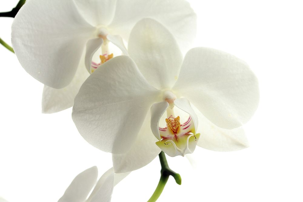 Free white orchid image, public domain flower CC0 photo.