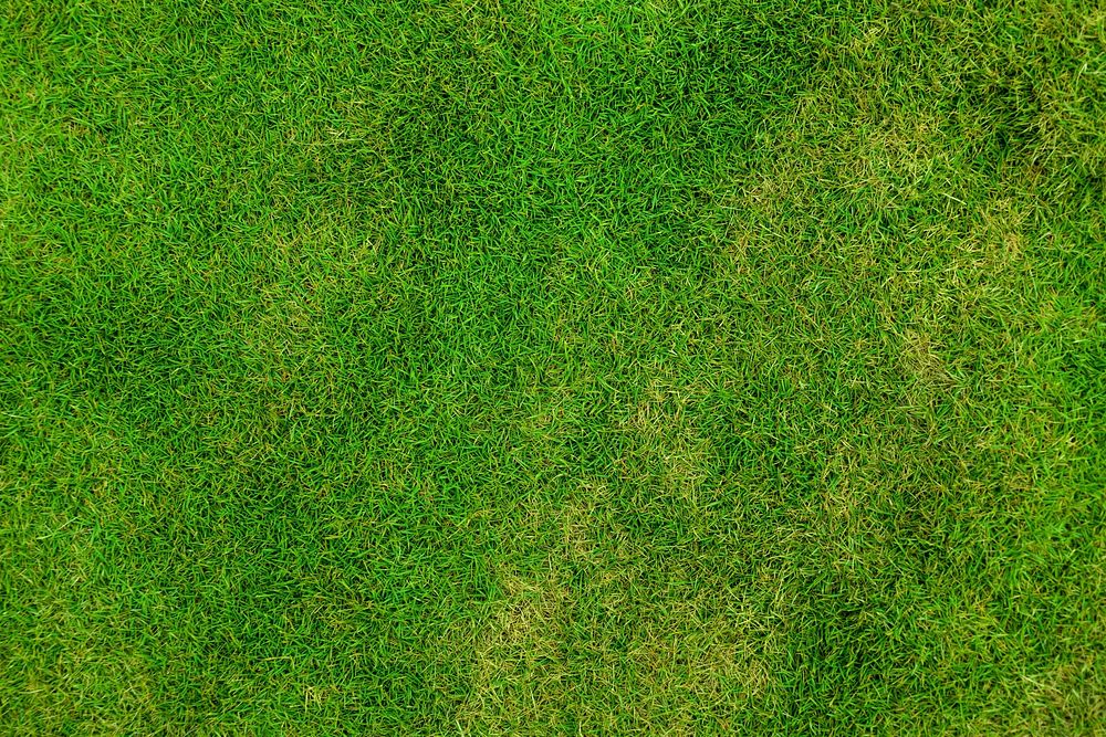 Free green grass field close up image, public domain CC0 photo.