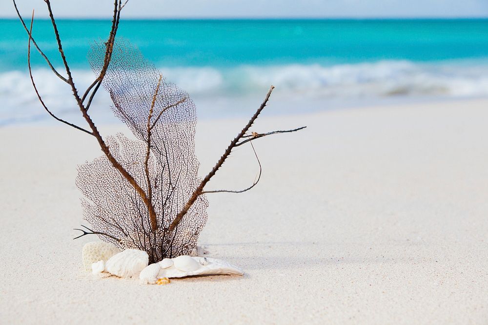 Seashell on sandy beach shore, free public domain CC0 photo.