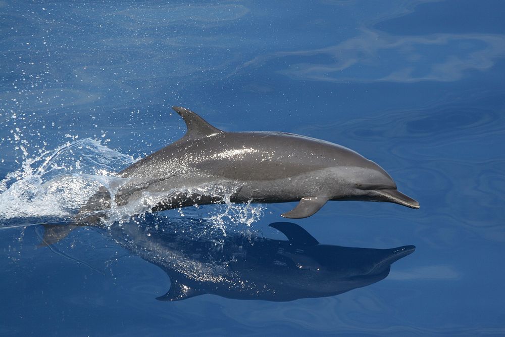 Free Dolphin jumping image, public domain animal CC0 photo.