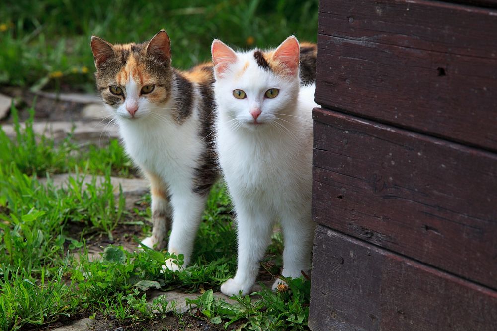 Free cute stray cats image, public domain CC0 photo.