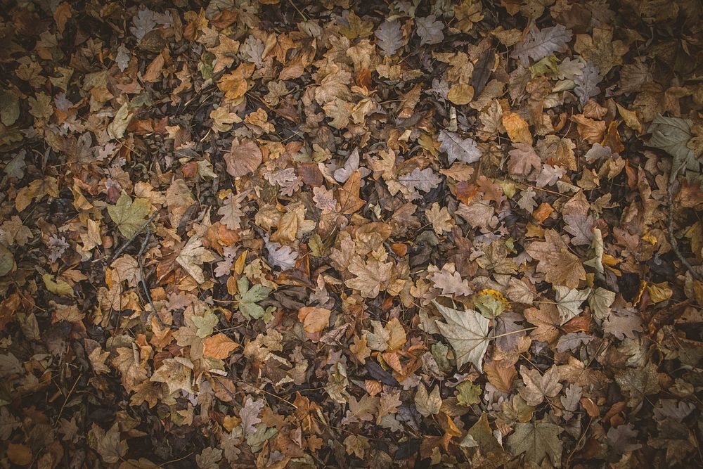 Free fallen autumn leaves image, public domain nature CC0 photo.