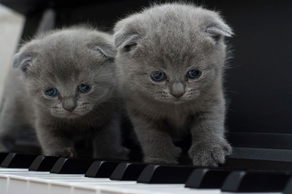 Free kittens on a piano image, public domain CC0 photo.