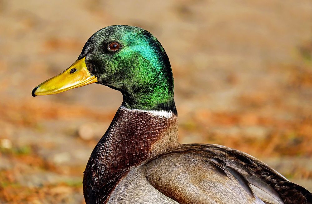 Free mallard duck image, public domain animal CC0 photo.