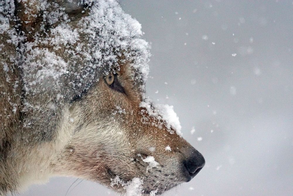 Free wolf with snow image, public domain animal CC0 photo.