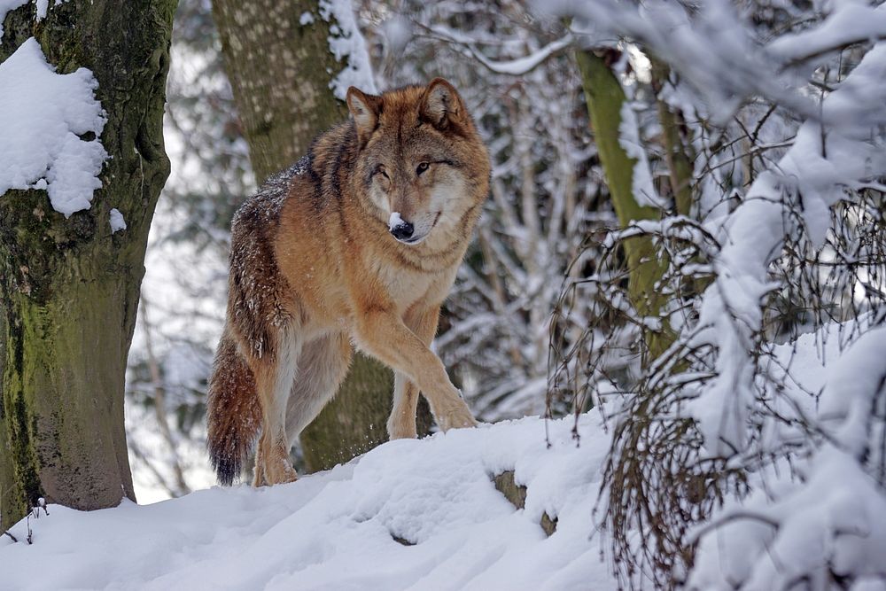 Free wolf walking on snow image, public domain animal CC0 photo.