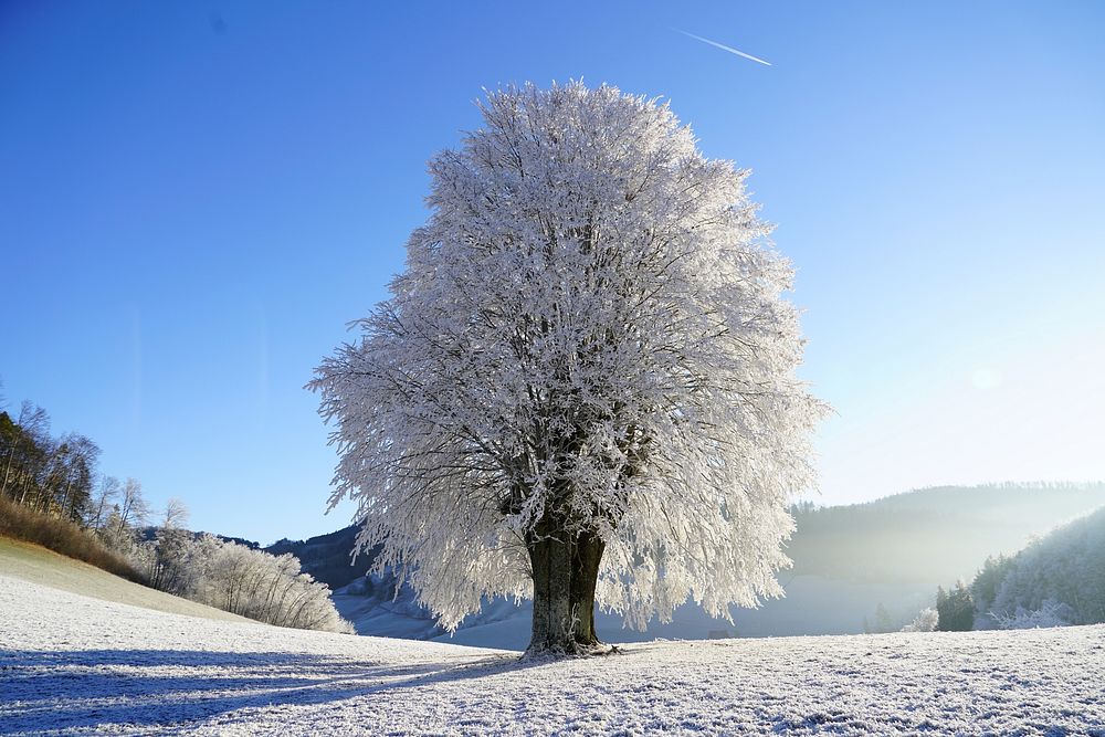Free snow covered tree photo, public domain winter CC0 image.
