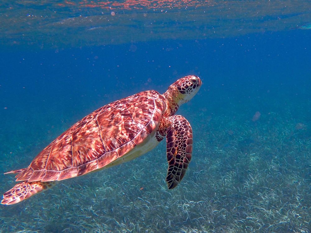 Free sea turtle image, public domain animal CC0 photo.