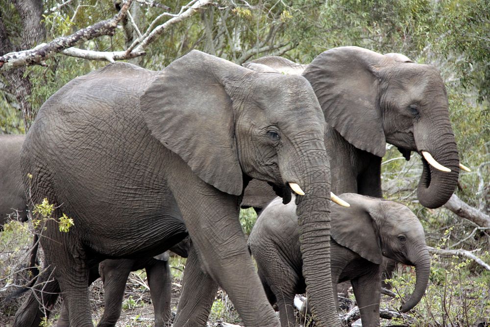 Free African elephants image, public domain wild animal CC0 photo.
