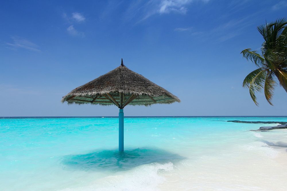 Sunny beach with palm tree, blue sky background, free public domain CC0 photo.