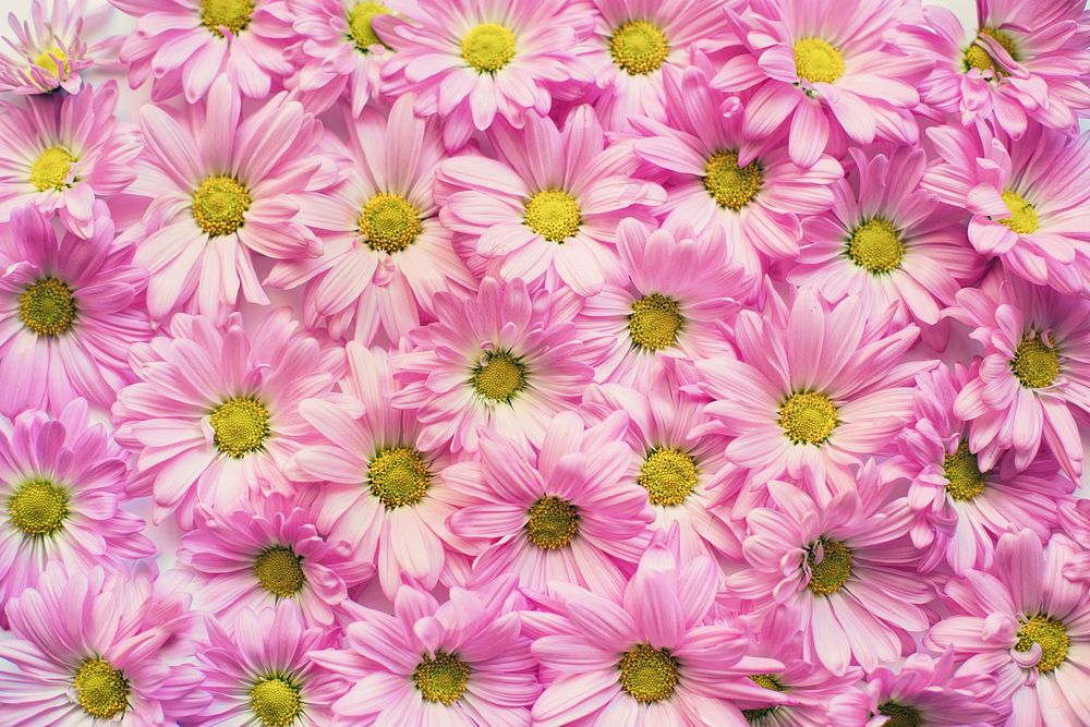 Free pink daisies image, public domain flower CC0 photo.