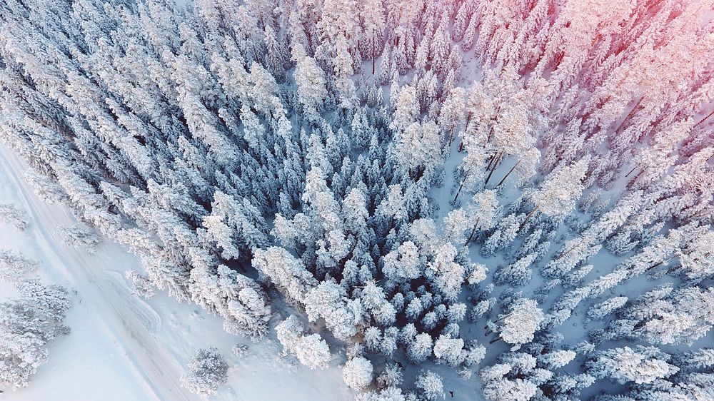 Winter frozen fir tree aerial view photo, free public domain CC0 image.