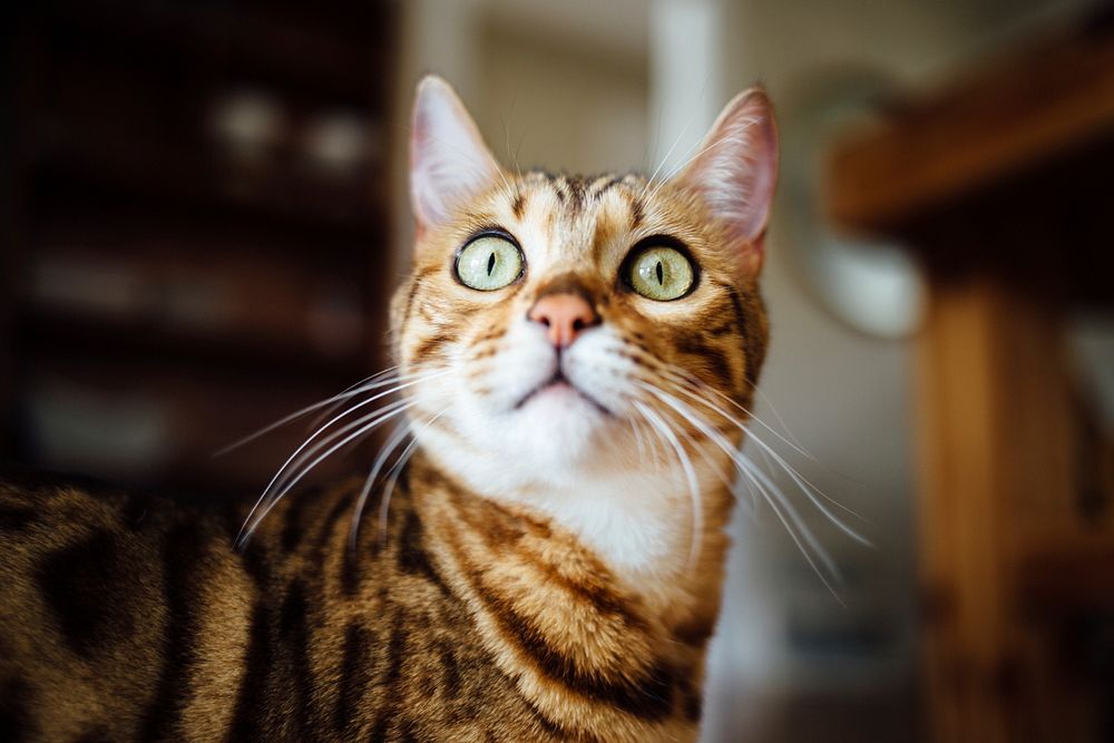 Free cute bengal cat image, public domain CC0 photo.