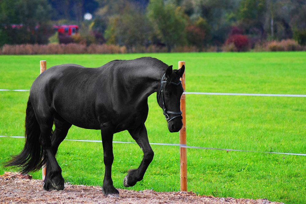 Free black horse running on track image, public domain animal CC0 photo.