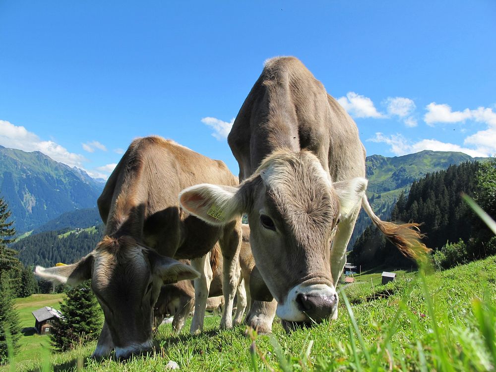 Free cows eating grass image, public domain animal CC0 photo.