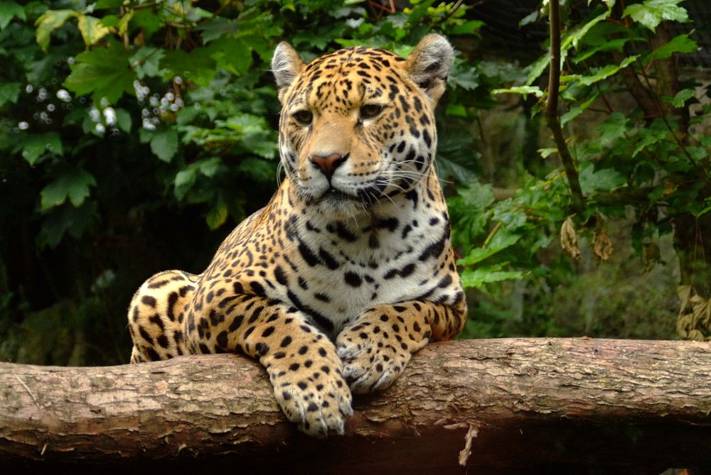 Free jaguar image, public domain wild animal CC0 photo.