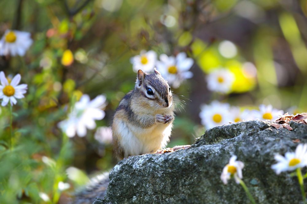 Free cute squirrel eating nut image, public domain CC0 photo.