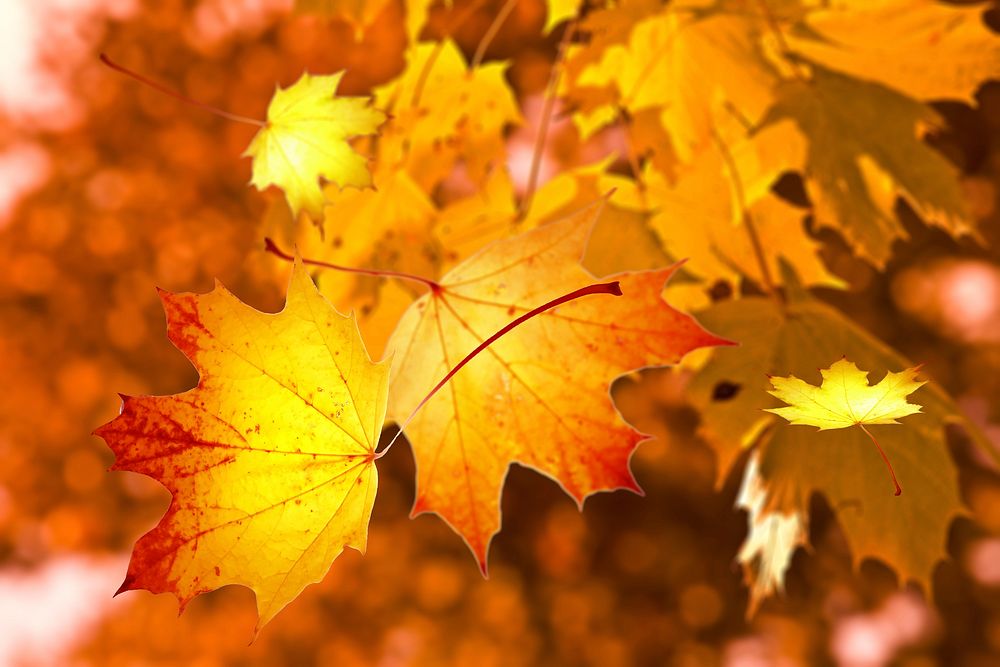 Free autumn leaves image, public domain plant CC0 photo.