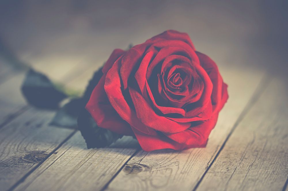 Free red rose background image, public domain flower CC0 photo.