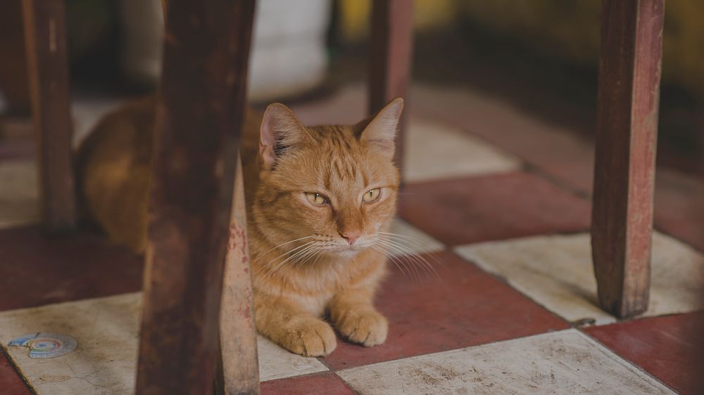 Free ginger shorthair cat image, public domain CC0 photo.