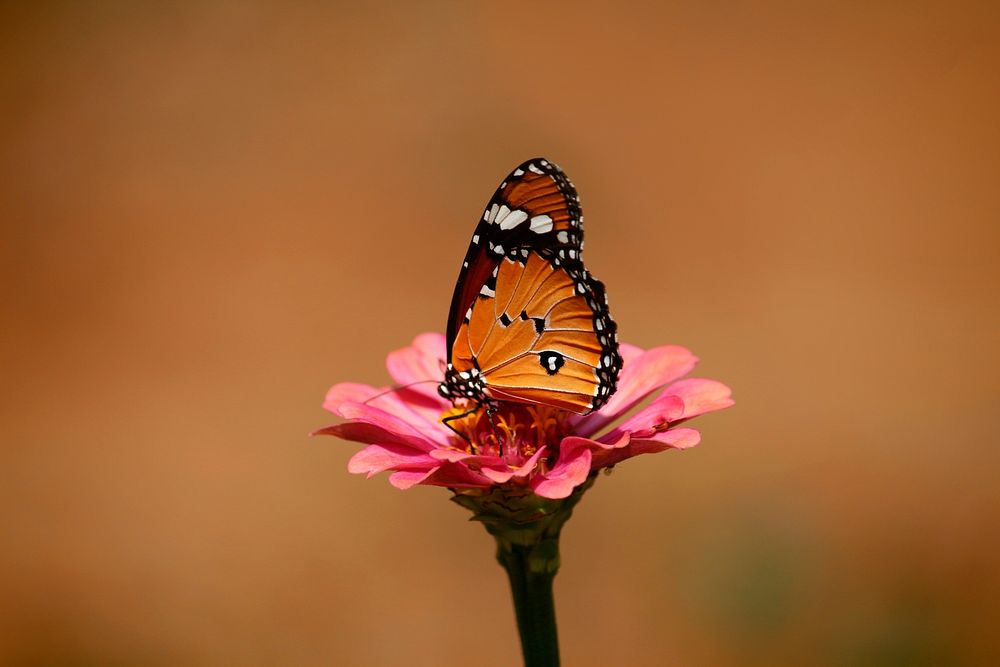 Free monarch butterfly image, public domain animal CC0 photo.