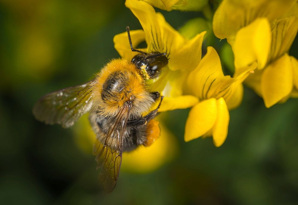 Free close up bee on flower image, public domain animal CC0 photo.