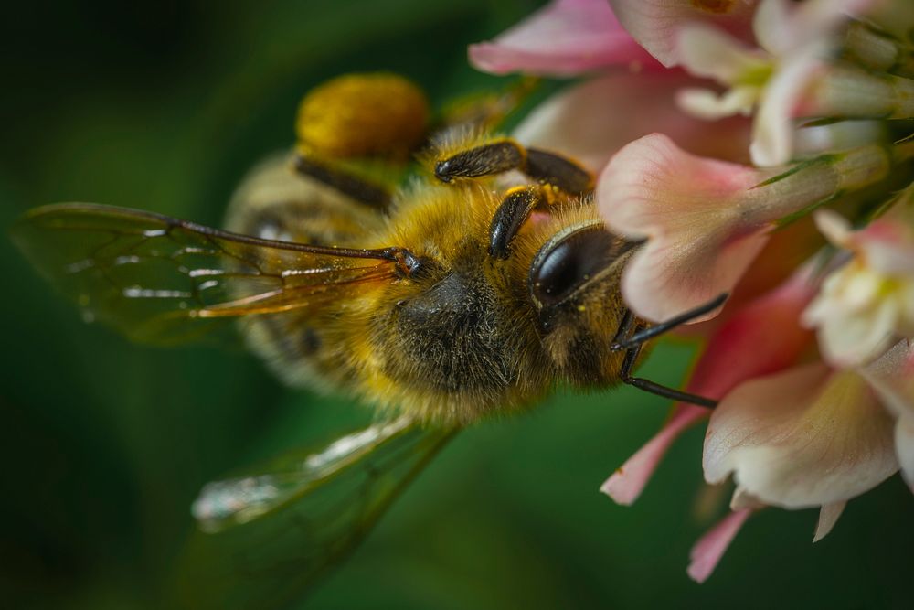 Free close up bee on flower image, public domain animal CC0 photo.