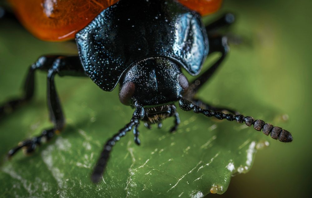 Free leaf beetle public domain CC0 photo.