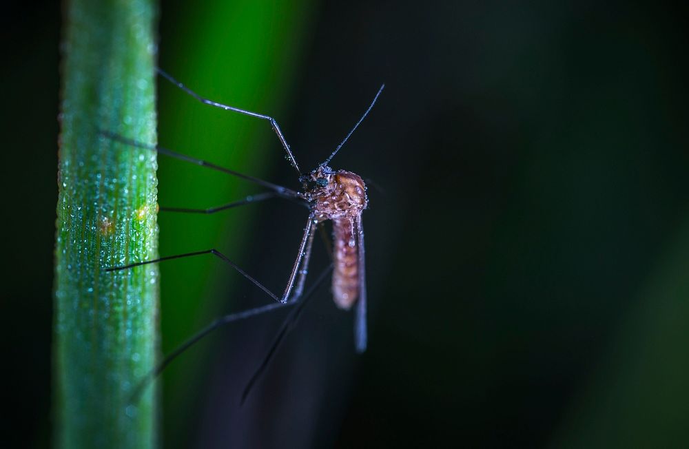 Free close up mosquito image, public domain animal CC0 photo.